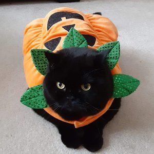 Pumpkin pet costume - medium